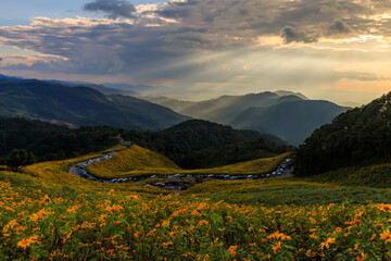 Mexican sunflower or Tree Marigold field at Doi Mae Ukho, Mae Hong Son, Thailand