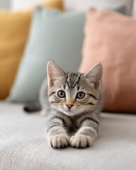 Adorable Tabby Kitten Relaxing on a Sofa with Colorful Cushions