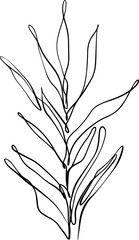 botanical line art