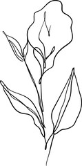botanical line art