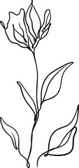 botanical line art