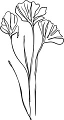 botanical line art