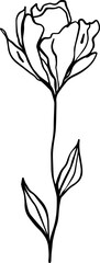 botanical line art