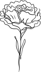 botanical line art