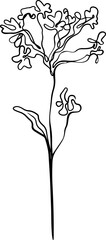 botanical line art