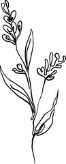 botanical line art