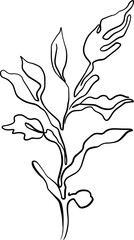 botanical line art