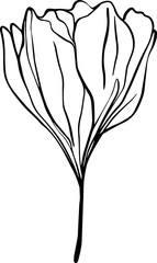 botanical line art