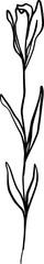 botanical line art
