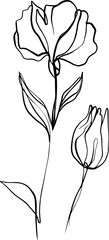botanical line art