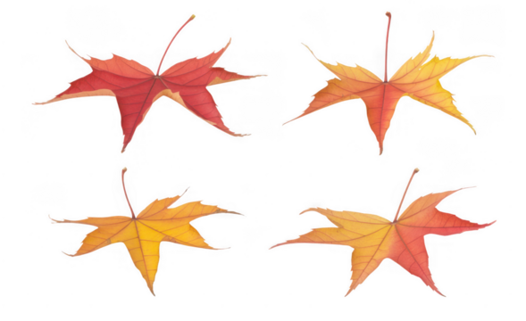 Four autumn maple leaves red yellow isolated on a transparent background