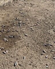fish on ground