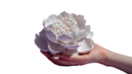 Closeup of a hand holding a white rose, blooming in nature for love and beauty