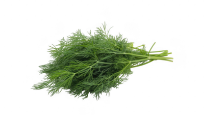 Fresh green dill herb bunch isolated on a transparent background