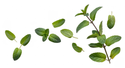 Fresh mint leaves scattered isolated on a transparent background