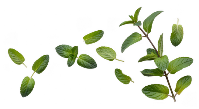 Fresh mint leaves scattered isolated on a transparent background
