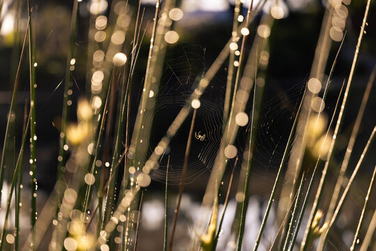 Sunlight shining  on dew droplets on grass, spider and web