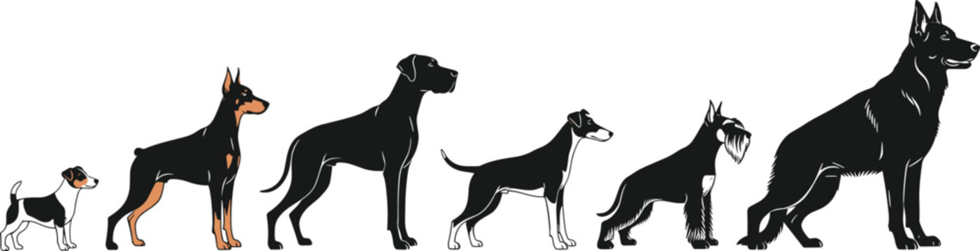 Vector illustration set of various dog breeds standing together, including Doberman, German Shepherd, and Terrier, isolated collection of pets on white background.