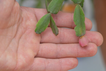 Christmas cactus seed pod held in hand close-up