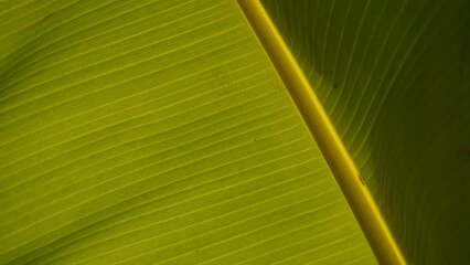 banana leaf background