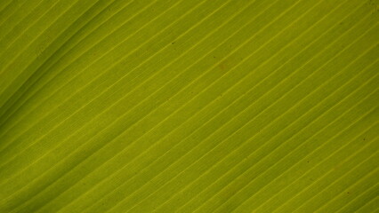 green leaf background