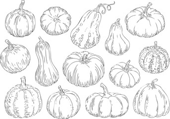 Assortment of pumpkins and gourds hand drawn in black and white