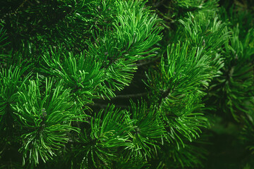 Green background with a pine branch
