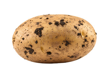 Natural bird egg with speckled pattern and texture