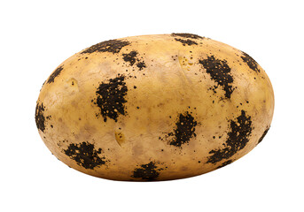 Fresh potato with soil spots, ready for cooking