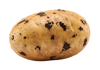 Rustic potato with soil texture, fresh and natural