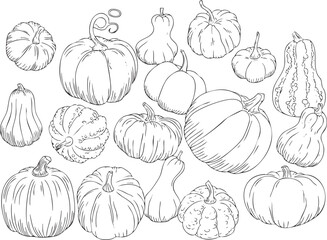 Collection of different pumpkins and gourds line art pattern illustration
