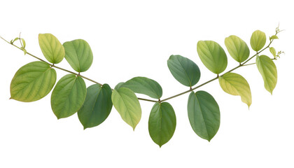 Green and yellow leaves on branch isolated on a transparent background