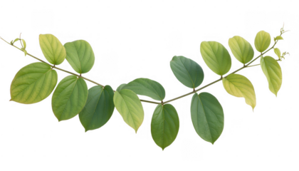 Green and yellow leaves on branch isolated on a transparent background