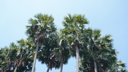 palm tree and blue sky
