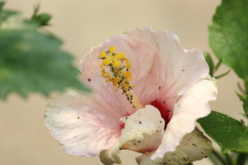 Beautiful and stunning White Pink colored Hibiscus flower and petals floral background.