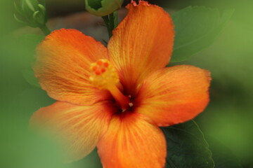 Beautiful and stunning Yellowish Red colored Hibiscus flower and petals floral background.