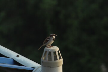 Common Indian sparrow bird sitting and resting with blurred nature background. The house sparrow is a bird of the sparrow family Passeridae, found in most parts of the world.