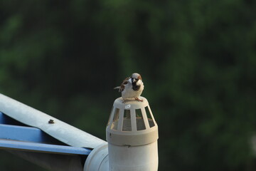 Common Indian sparrow bird sitting and resting with blurred nature background. The house sparrow is a bird of the sparrow family Passeridae, found in most parts of the world.