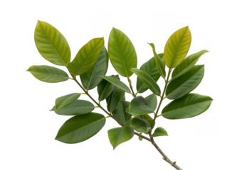 Green leaves on branch isolated on a transparent background