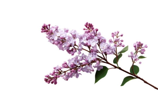 Delicate light purple lilac flowers and buds on a dark black background pink blossom