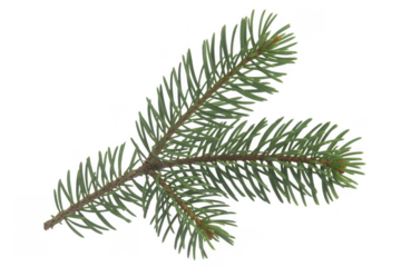 Green pine branch with needles isolated on a transparent background