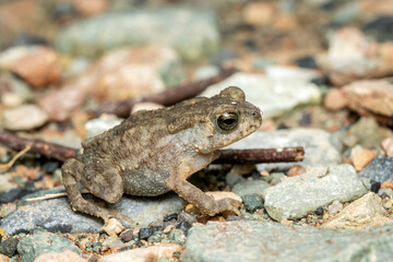 Asian common toad - Duttaphrynus melanostictus, large frog native to the fresh waters and marshes of Southeast Asia, Vietnam.