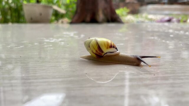 Tree snails (Amphidromus) crawl on ceramic tiles with moving antennae.