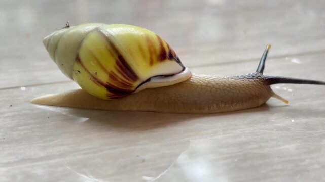 Tree snails (Amphidromus) crawl on ceramic tiles with moving antennae.