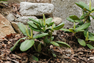Rhododendron brachycarpum, a Korean alpine evergreen shrub with thick glossy leaves and white flowers blooming in summer. Photographed in Korea.