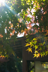 日差しに透けるもみじ