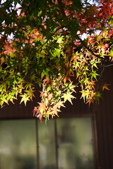 日差しに透けるもみじ