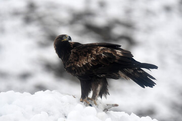 aguila real en la nieve