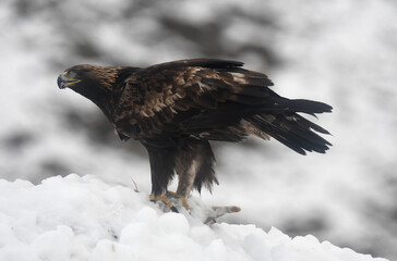 aguila real en la nieve