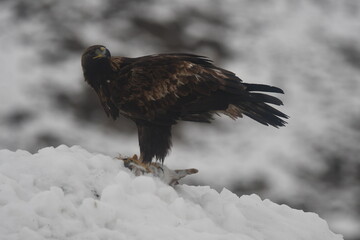 aguila real en la nieve